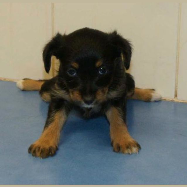Photo of Shiloh