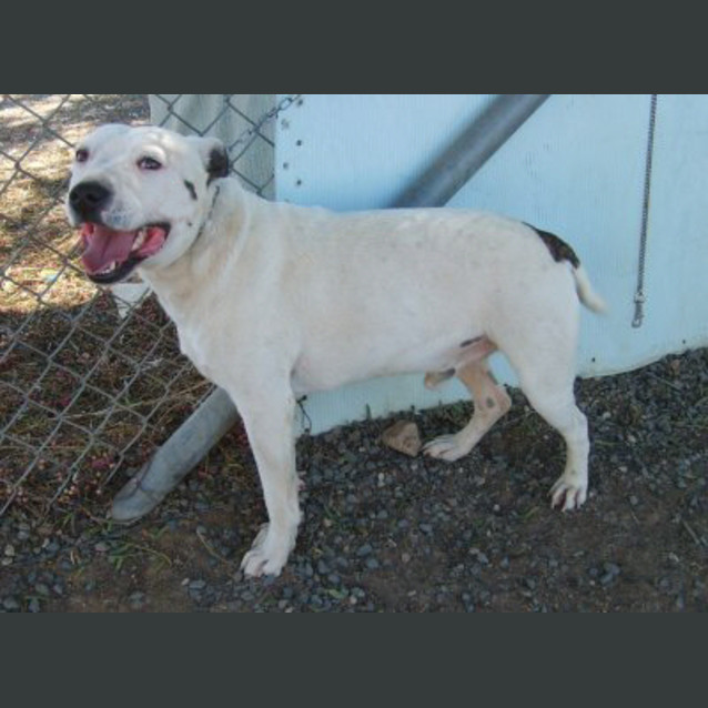 Photo of Shadow Urgent