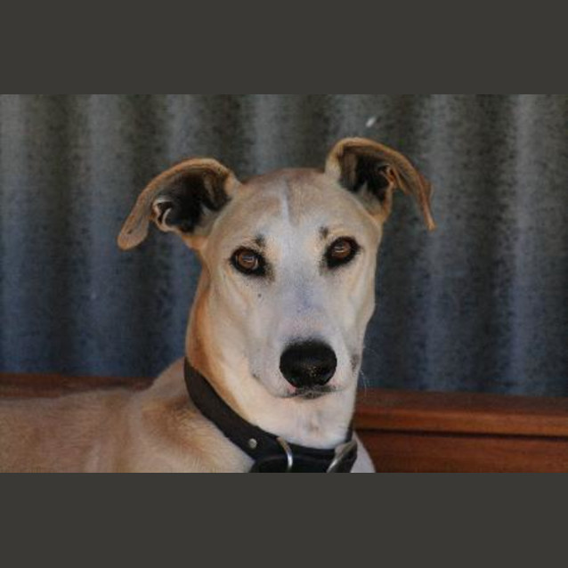 Photo of Jeeves/Adopted