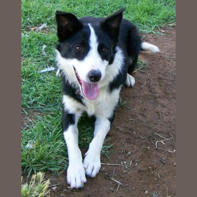 Photo of Polly Adopted