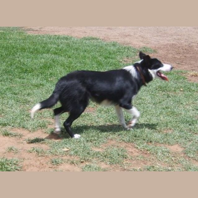 Photo of Polly Adopted