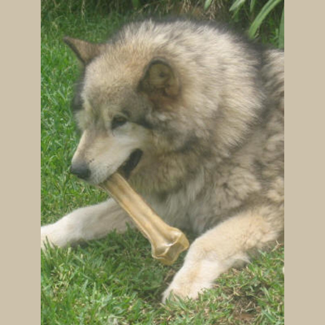 Photo of Maicoh Is Trying A New Home!