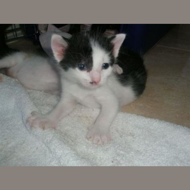 Photo of Harry   Adopted