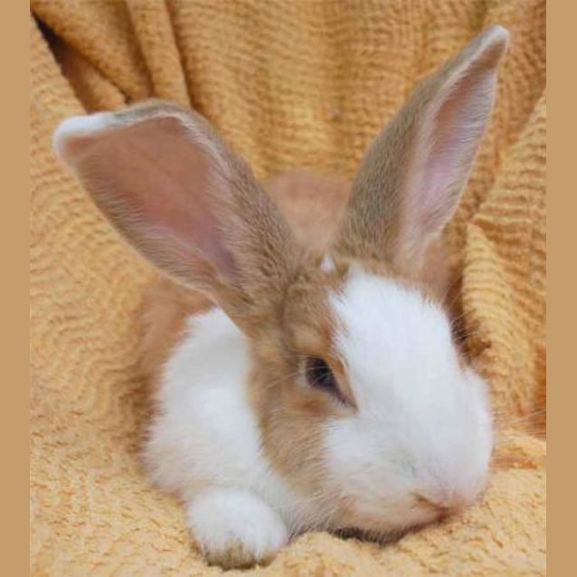 Photo of Butterscotch  On Hold