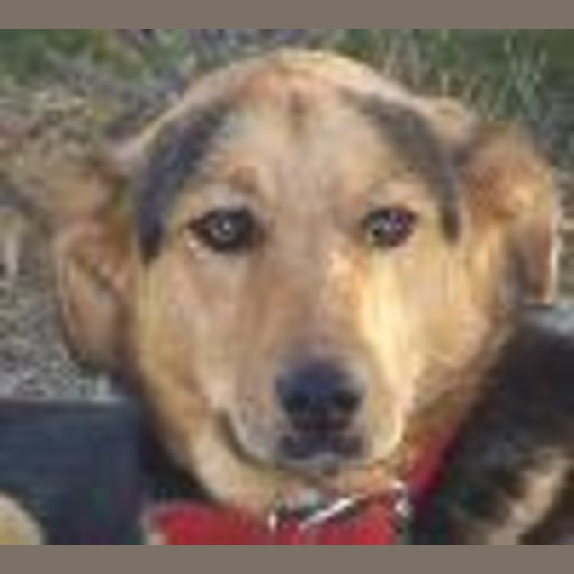 Photo of Velvet