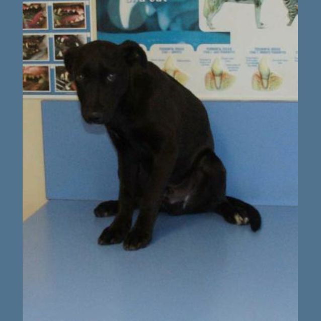 Photo of Zorro