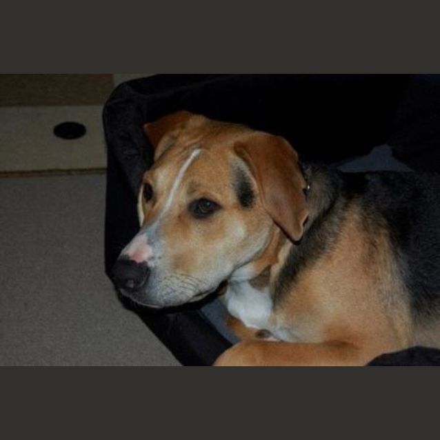 Photo of Tonka *Adopted*(Tag D1300)