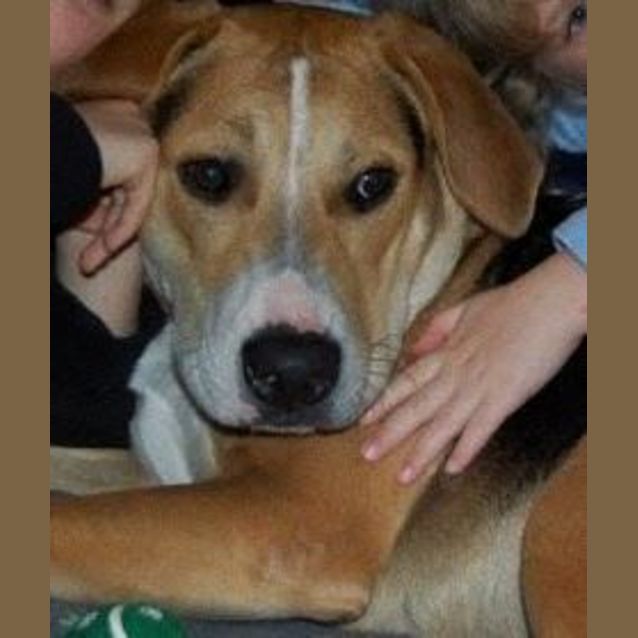 Photo of Tonka *Adopted*(Tag D1300)