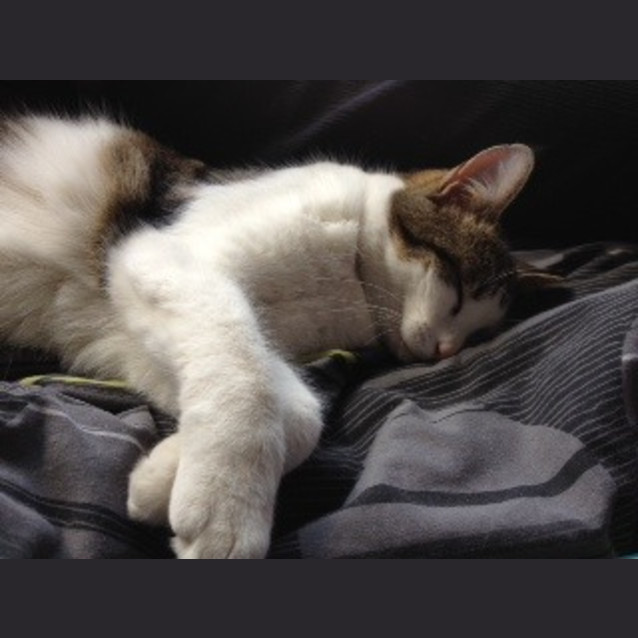 Photo of Miss Kitty