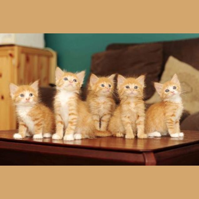Photo of The Gingers (1 Male, 1 Female Left)