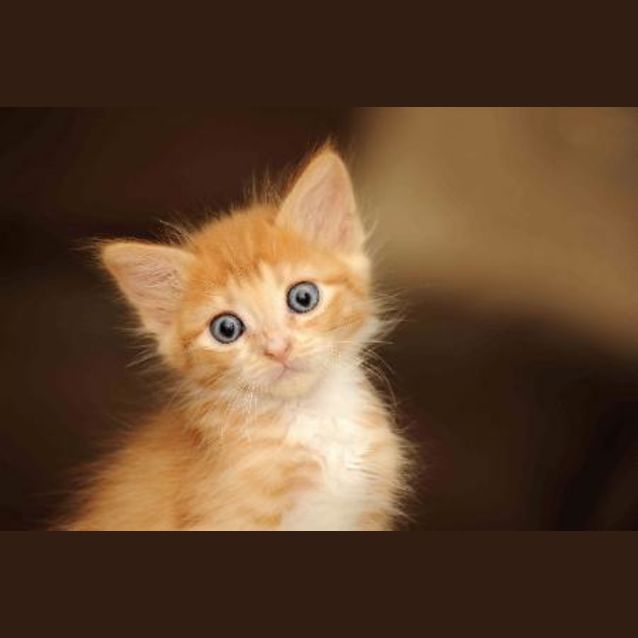 Photo of The Gingers (1 Male, 1 Female Left)