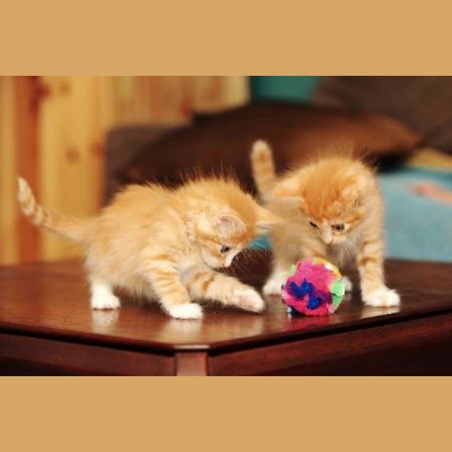 Photo of The Gingers (1 Male, 1 Female Left)