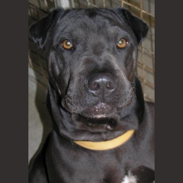 Photo of Bailey