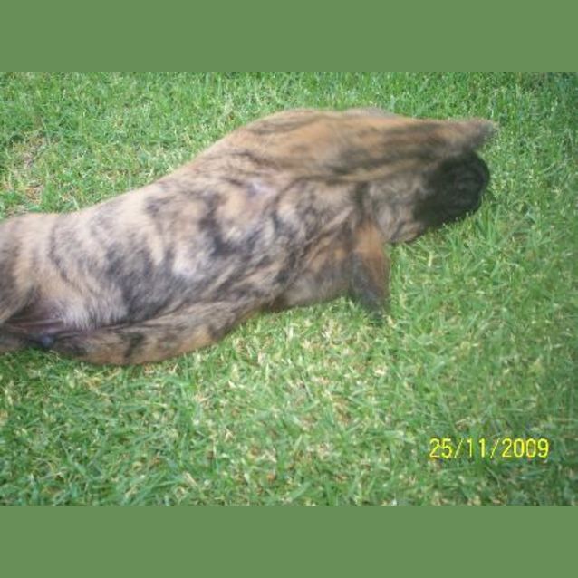 Photo of Hedge/Jasper