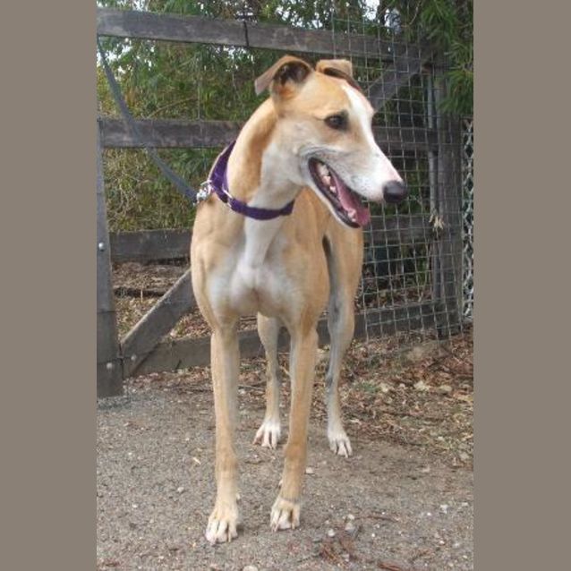 Photo of Dotty