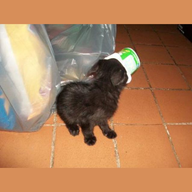 Photo of Nibbler