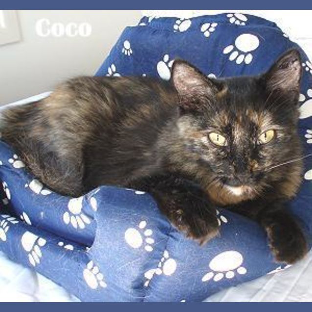 Photo of Coco & Pumpkin