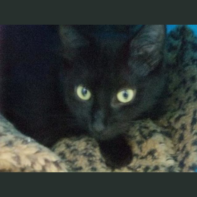 Photo of C4517   'Billy'