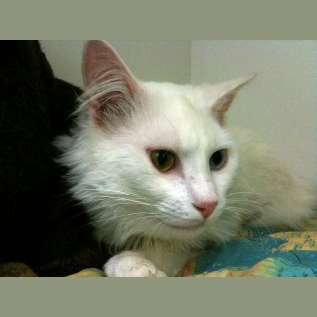 Photo of C4678   'Mitchell'