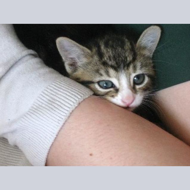 Photo of Shorty