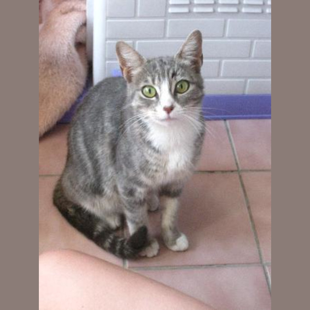 Photo of Tibby