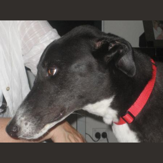 Photo of Harvey