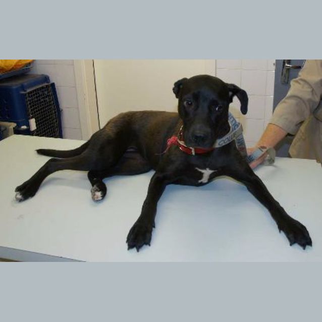 Photo of Shiloh