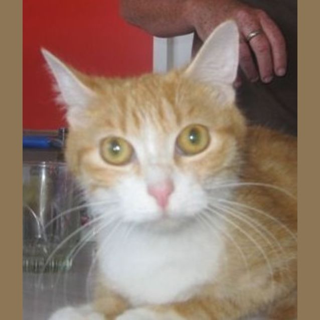 Photo of Ginger