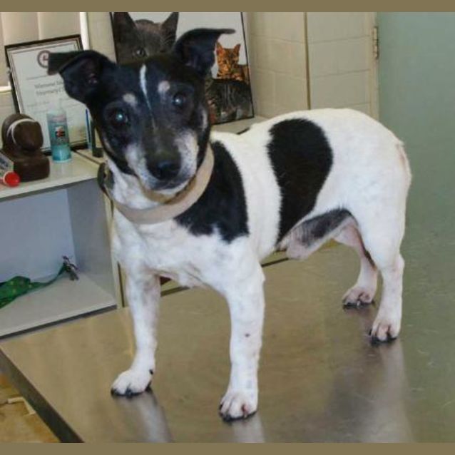 Photo of Ranger