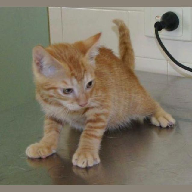 Photo of Baxter