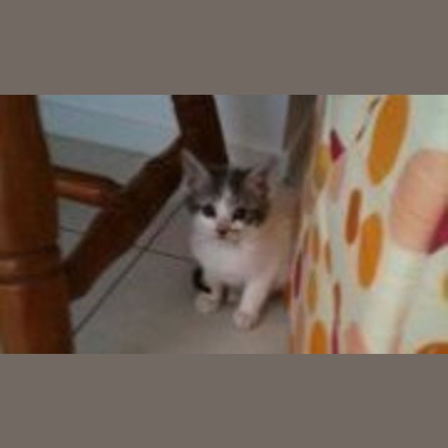 Photo of Willow