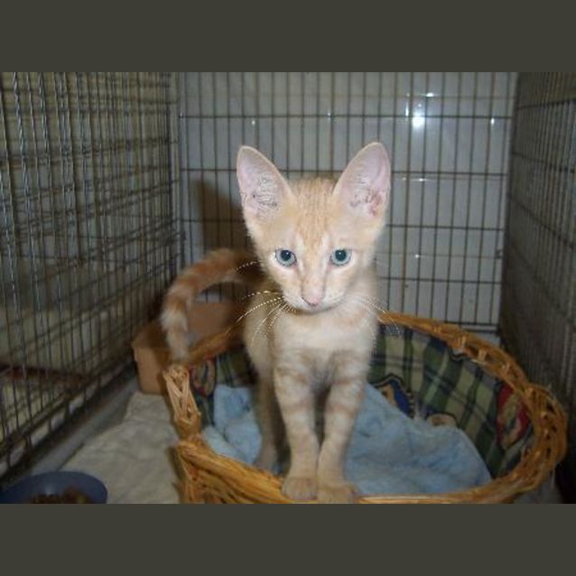 Photo of Carrot