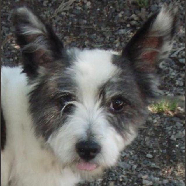 Photo of Marley