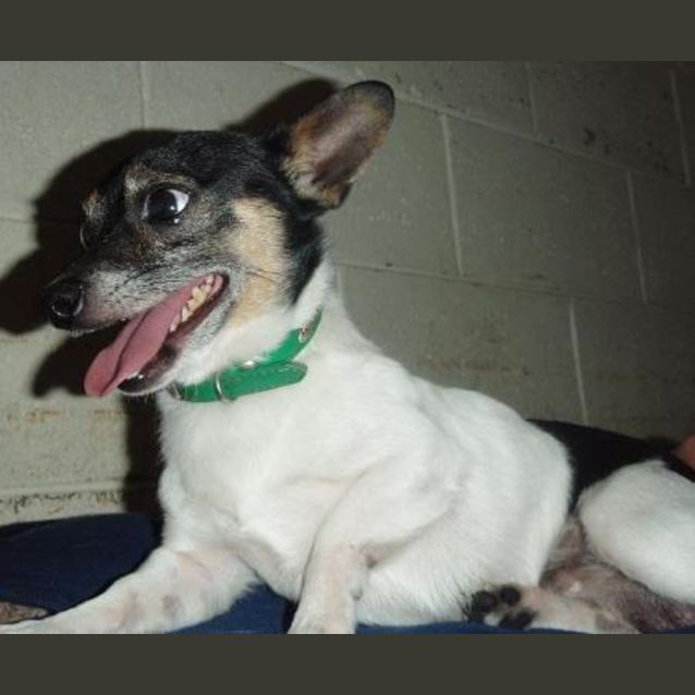 Photo of Nipper