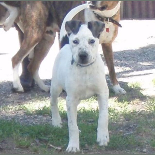 Photo of Saabi