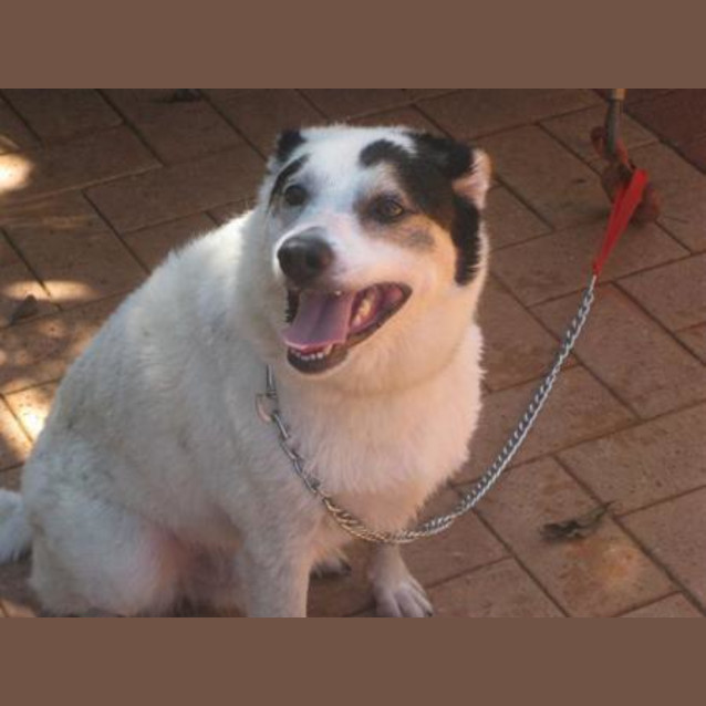 Photo of Tux