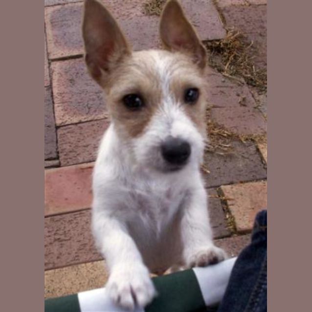 Photo of Tiny Jellybean