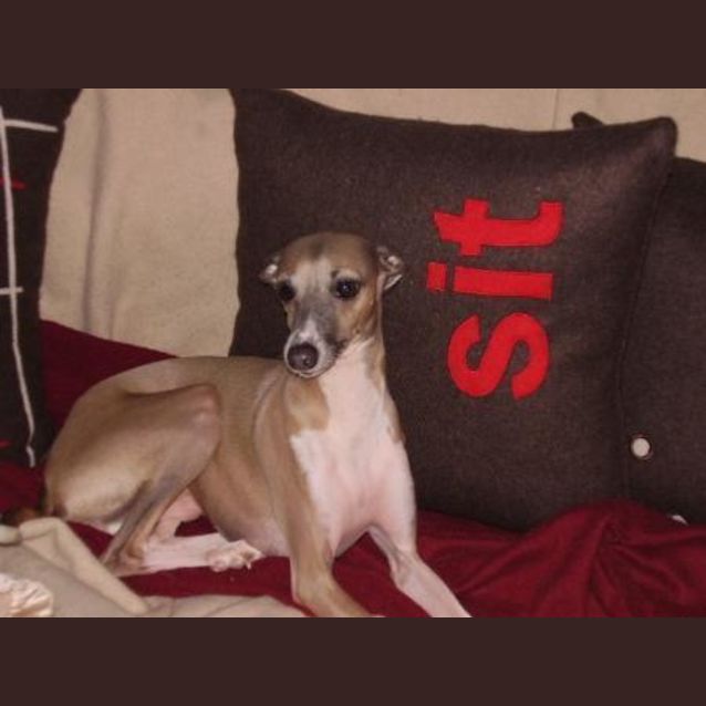 Photo of Cassius/Brutus