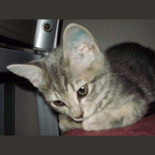 Photo of Sasha