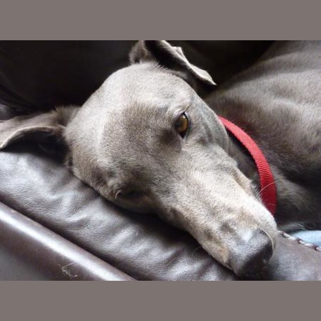 Photo of Blueboy