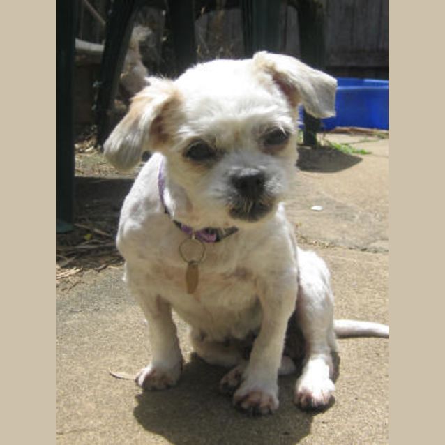 Photo of Gracie