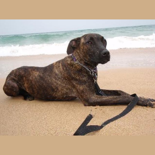 Photo of Zulu