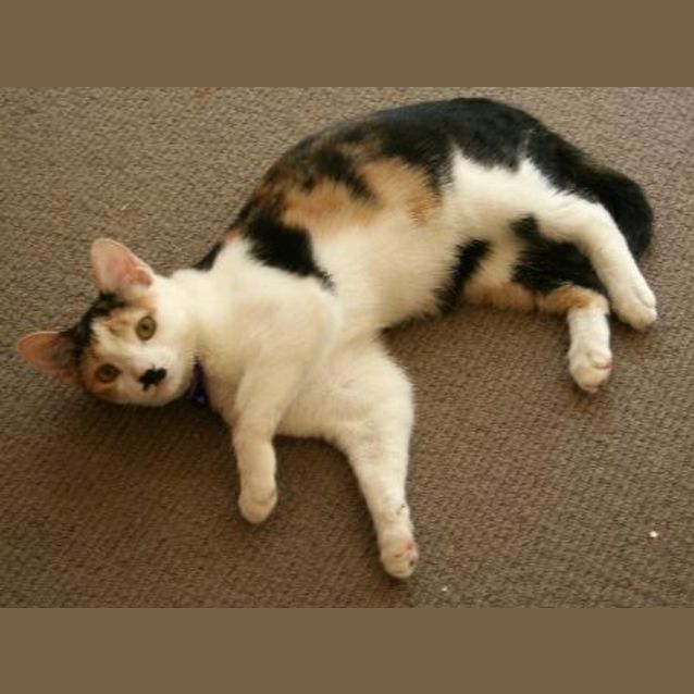 Photo of Hetty