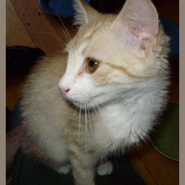 Photo of Toffee