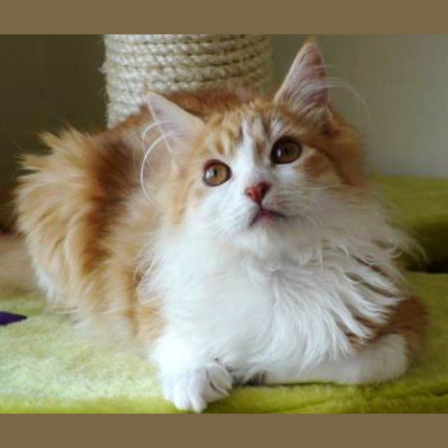 Photo of Topaz