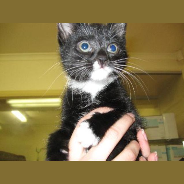 Photo of Gypsy