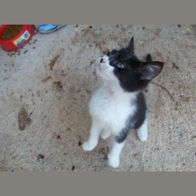 Photo of Peanut