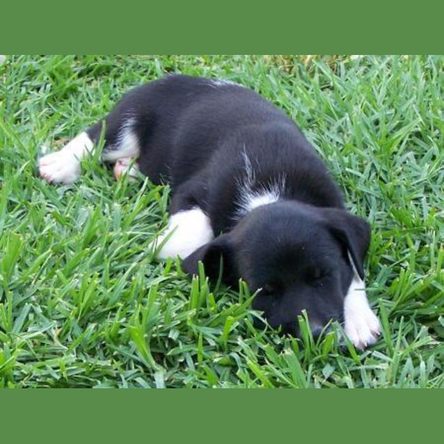 Photo of Kenya Adopted