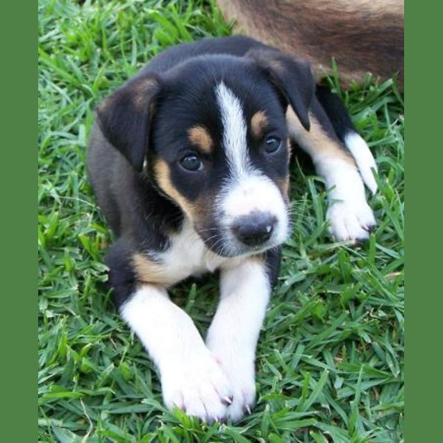Photo of Kelby Adopted