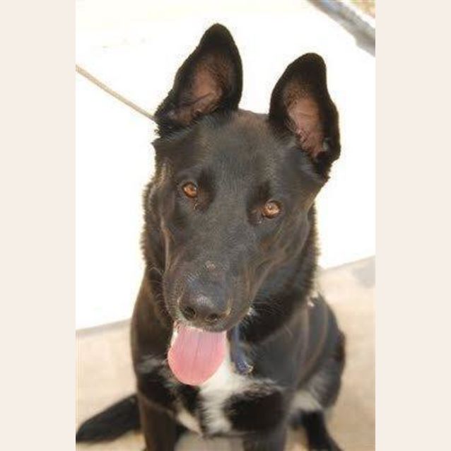 Photo of Sampson   On Trial With His New Home